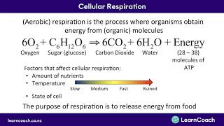 NCEA Biology L2 Cells Cellular Respiration [upl. by Ebenezer]