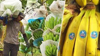 How Do Bananas Grow and End Up in the Store [upl. by Edwine]