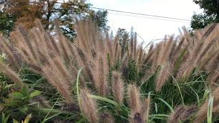 Pennisetum ‘Red Head’ Ornamental Grass  Garden Crossings [upl. by Zalucki]