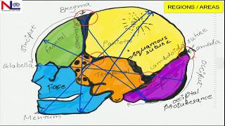 FETAL SKULL  English  Nursing Lecture [upl. by Noicnecsa121]