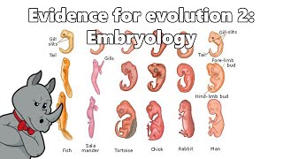 Evidence for Evolution  Embryology [upl. by Eada]