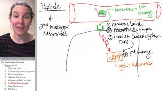 Endocrine 6 Peptide hormones [upl. by Eimam]