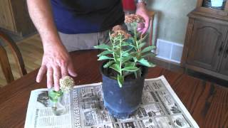 Propagating Sedum Plants [upl. by Viscardi]