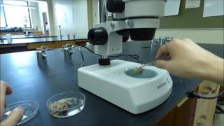 Stereoscopic Binocular Microscope Tutorial  Boston University Biology [upl. by Alleroif]