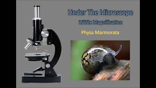 Physa Marmorata [upl. by Nayrda]