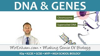 DNA and Genes  GCSE Biology 91 [upl. by Leyla]