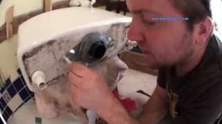 How to Change a Toilet Flush or Syphon Unit  Plumbing Tips [upl. by Moseley166]