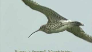 Curlew Capers and song [upl. by Dov]