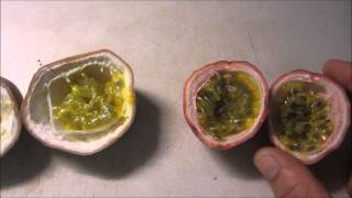 Two passionfruit varieties How to grow and harvest [upl. by Edrick]