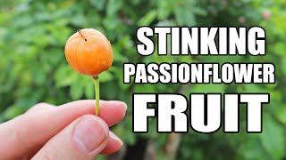 STINKING PASSIONFLOWER FRUIT Passiflora foetida  Weird Fruit Explorer 401 [upl. by Trudi]