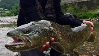 quotTEASERquot HUGE MARBLE TROUTS  JUNE 2015  SLOVENIA [upl. by Anivel]