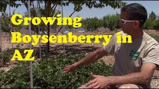 Growing Boysenberry in AZ [upl. by Rodger]