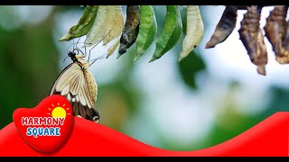 What is Metamorphosis  More Grades 25 Science on the Learning Videos Channel [upl. by Aiuhsoj190]