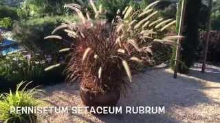 Pennisetum setaceum rubrum Garden Center online Costa Brava  Girona [upl. by Soni66]