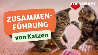 Vergesellschaftung von Katzen So klappt die Zusammenführung [upl. by Sykes83]