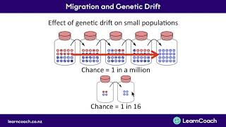 NCEA Biology L2 Genetic Variation Migration and Genetic Drift [upl. by Nnhoj]