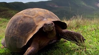 Charles Darwins Galapagos Discovery  Attenborough90  BBC Earth [upl. by Den]