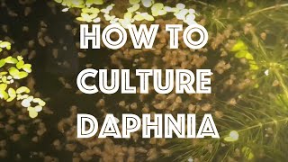 How To Culture Daphnia Magna [upl. by Sidon]