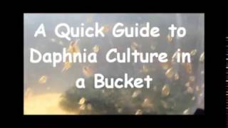 How to culture daphnia outside [upl. by Kissie]