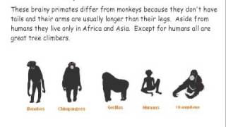 Primate Classification [upl. by Larrabee]