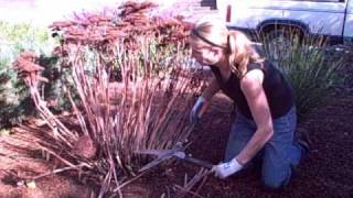 How to Prune Sedum Autumn Joy Video Tutorialwmv [upl. by Aziza87]