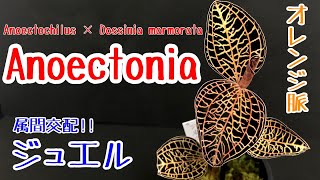 【ハイブリッドジュエル】Anoectonia Anoectochilus × Dossinia marmorata アネクトニア [upl. by Mayworm428]