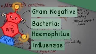 Gram Negative Bacteria Haemophilus influenzae [upl. by Gibrian]