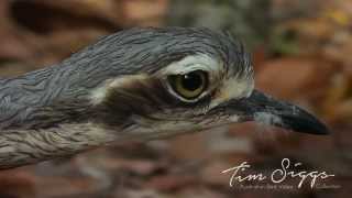 Bush Stone Curlew  Burhinus grallarius  HD Video Clip 1 Australian Bird Media [upl. by Jervis]