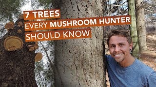 7 Trees Every Mushroom Hunter Should Know [upl. by Rinaldo]