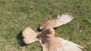 Parlor Roller pigeon rolling [upl. by Deegan492]