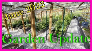 Totally Enclosed Garden and Greenhouse Update June 2022 Including Boysenberries [upl. by Wiltsey]