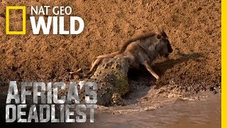 Croc Sneak Attack  Africas Deadliest [upl. by Udenihc]