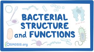 Bacterial Structure and Functions [upl. by Lowry]