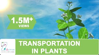 Transportation in Plants [upl. by Ahsak]