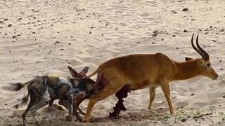 A Gruesome Vicious Kill by Wild Dogs in South Luangwa National Park [upl. by Irodim]