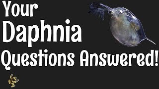 Daphnia Questions Answered [upl. by Cavan]