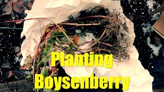 Planting Boysenberry [upl. by Idoux]