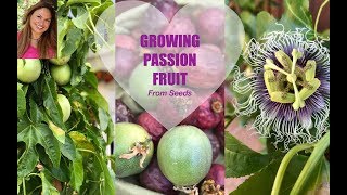 GROWING PASSION FRUIT FROM SEED  PASSIFLORA ✅Ask Shirley [upl. by Paulette]