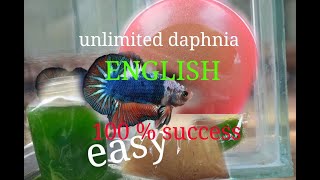 daphnia moina culture Easy way Unlimited production English  with sub Green water Chlorella [upl. by Atinal78]