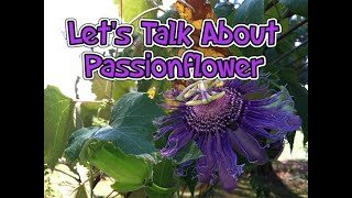 Lets Talk About Passionflower Medicinal Herb [upl. by Mcwherter273]