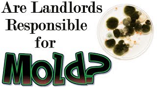 Are Landlords Responsible for Mold  Landlord Tips [upl. by Esalb]