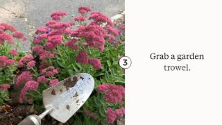 The Secret to Propagating Sedum Autumn Joy [upl. by Aenea]