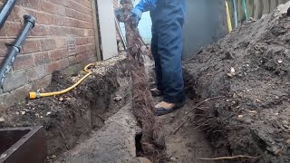 Longest Root Pulled From A Drain Unbelievable [upl. by Reni]