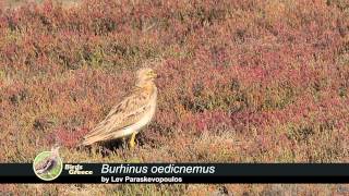 Eurasian Stonecurlew Burhinus oedicnemus  Πετροτουρλίδα  Авдотка [upl. by Egrog]