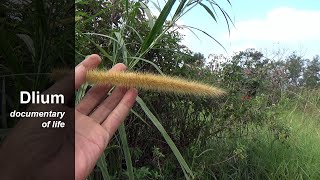 Elephant grass Pennisetum purpureum  part 1 [upl. by Attenaj260]