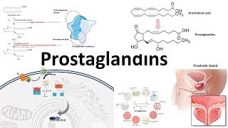 Prostaglandins  Biosynthesisfunction and regulation [upl. by Caz]