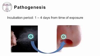 Influenza Pathogenesis and Clinical Manifestations [upl. by Oilisab]