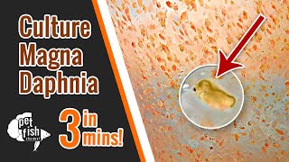 How to culture DAPHNIA MAGNA  The easy way [upl. by Susumu]