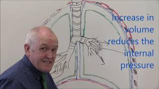 Respiratory System 3 Pleural membranes [upl. by Esteban237]