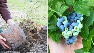 How to Grow Blueberries Complete Growing Guide [upl. by Saturday713]